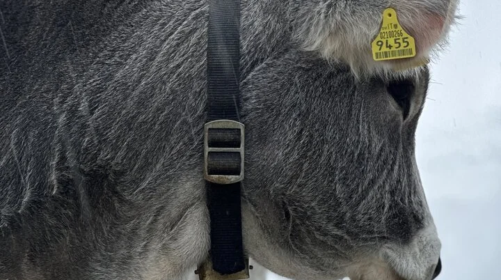 Kuh, Sarntaler Alpen | © M. Tronnier, DAV